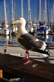 Pier 39 | 18/143