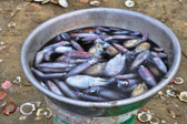 Mui Ne - Fish Market - Squid | 55/100