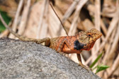 Tacu Mountain - Lizard | 64/100