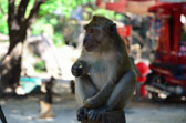 Monkey @Wat Suwan Kuha | 59/71