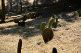 Monserrate - The killed Mickey Mouse :-) | 48/72
