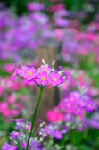 Sydney - Botanical Gardens | 19/240