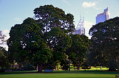 Sydney - Botanical Gardens | 25/240