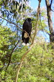 Katoomba - Blue Mountains | 66/240