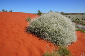 On the way from Yulara to Watarrka Nationalpark | 96/240