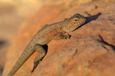 Watarrka Nationalpark - Kings Canyon | 108/240