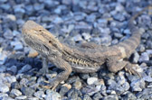 Bearded Dragon (Bartagame) | 132/240