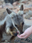 Rock Wallabies | 133/240