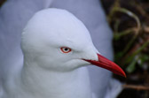 The Nobbies - Silver Gull | 167/240