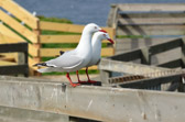 The Nobbies - Silver Gull | 168/240