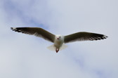 The Nobbies - Silver Gull | 169/240