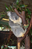Brisbane - Lone Pine | 207/240
