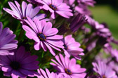 Hunter Valley - Gardens | 237/240