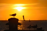 Key West - Sunset | 18/118