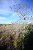 Everglades - Pa-hay-okee Overlook | 25/118