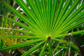 Pinelands Trail - Everglades | 26/118