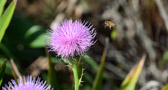 Pinelands Trail - Everglades | 27/118