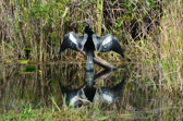 Anhinga Trail - Everglades | 30/118