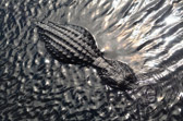 Anhinga Trail - Everglades | 31/118