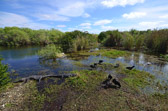 Anhinga Trail - Everglades | 34/118