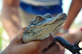Coopertown - Everglades | 35/118