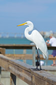 Sanibel Island - Fort Myers | 51/118