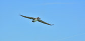 Sanibel Island - Fort Myers | 52/118