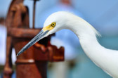 Sanibel Island - Fort Myers | 53/118