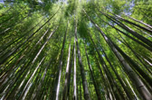 Japan - Kyōto - Bamboo Forest | 96/127