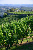 Vineyards around Rigersburg | 15/20