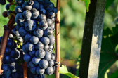 Vineyards around Rigersburg | 17/20