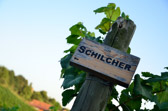 Vineyards around Rigersburg | 18/20