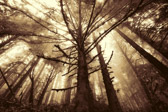 Redwoods National Park | 58/125