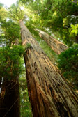 Redwoods National Park | 59/125