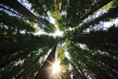 Redwoods National Park | 60/125