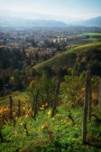 Maribor  - Wine yards | 6/15