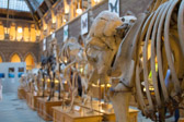 Oxford - Museum of Natural History | 17/25