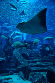 Vereinigte Arabische Emirate - Dubai - The lost Chambers Aquarium | 8/100