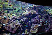 Vereinigte Arabische Emirate - Dubai - The lost Chambers Aquarium | 9/100