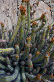 Spanien - San Nicolas - Cactualdea Park | 33/80