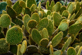 Spanien - San Nicolas - Cactualdea Park | 35/80