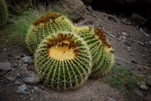 Spanien - San Nicolas - Cactualdea Park | 36/80