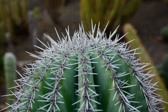 Spanien - San Nicolas - Cactualdea Park | 37/80