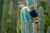 Spanien - San Nicolas - Cactualdea Park | 39/80