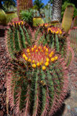 Spanien - San Nicolas - Cactualdea Park | 42/80