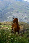 Spanien - Busquístar - Funny Goat | 21/165