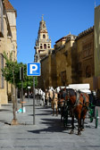 Spanien - Córdoba - La Catedral Horse Parking | 55/165