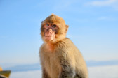 Gibraltar - Gibraltar - Barbary Macaques | 148/165