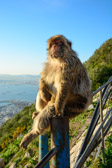 Gibraltar - Gibraltar - Barbary Macaques | 149/165