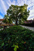 Nidarosdom Garden | 11/45